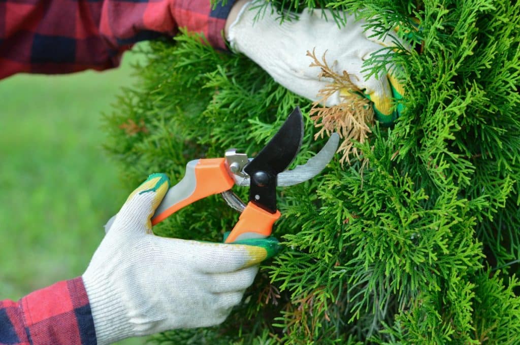 gardener pruning dry branches